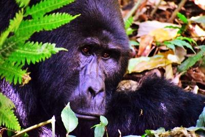 List of Gorilla Families you can visit on a trek in Uganda