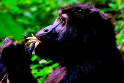 List of Gorilla Families you can visit on a trek in Uganda