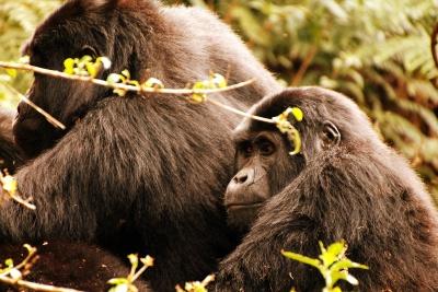 List of Gorilla Families you can visit on a trek in Uganda