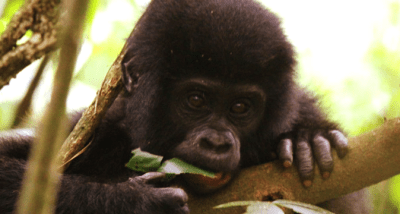 List of Gorilla Families you can visit on a trek in Uganda