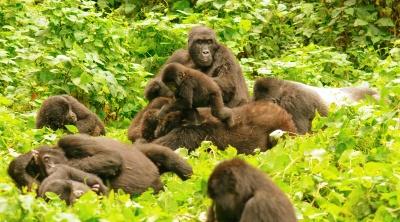 List of Gorilla Families you can visit on a trek in Uganda