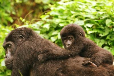 List of Gorilla Families you can visit on a trek in Uganda