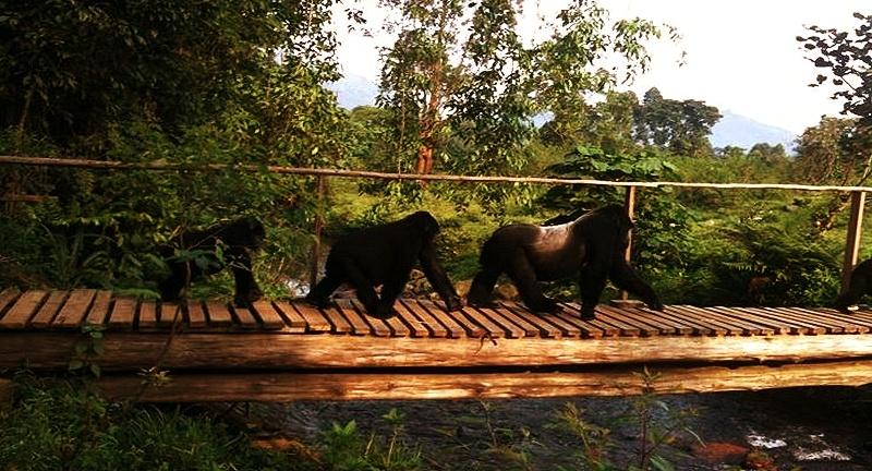 Mahogany Springs Lodge - Buhoma - Bwindi Forest