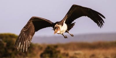 The Marabou Stork is the Unofficial National Bird of Uganda