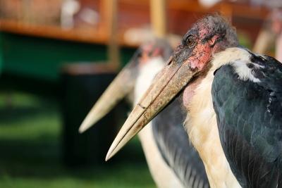 The Marabou Stork is the Unofficial National Bird of Uganda