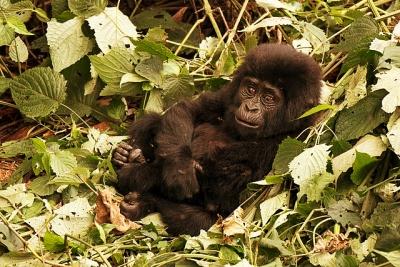 List of Gorilla Families you can visit on a trek in Uganda