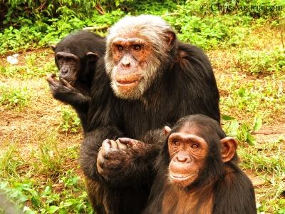 Visit to Ngamba island- Chimpanzee Sanctuary - Lake Victoria