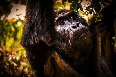 List of Gorilla Families you can visit on a trek in Uganda