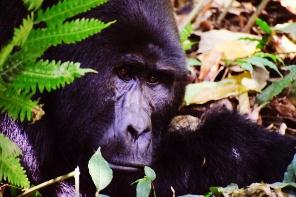 Guide to a Gorilla Habituation Experience Safari in Uganda