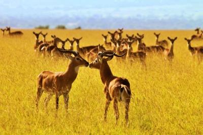 Top Things to do and see Kabwoya Wildlife Reserve