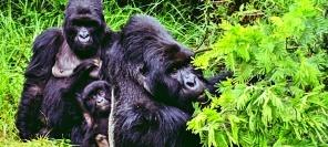 Guide to a Gorilla Habituation Experience Safari in Uganda