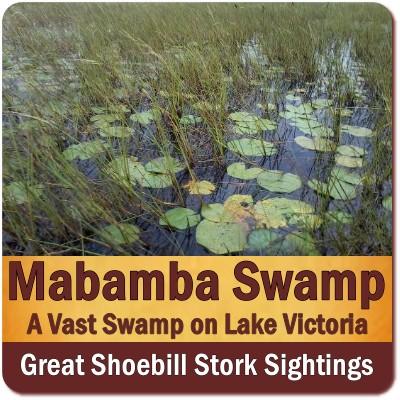 Mabamba Swamp the Best Place for seeing Shoebills