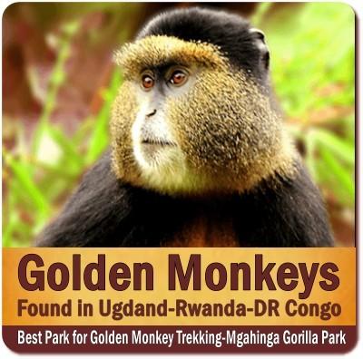 Golden Monkey Trekking in Mgahinga Gorilla Park in Uganda