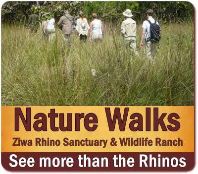 Ziwa Rhino Sanctuary Rhino Trekking on Foot in Uganda