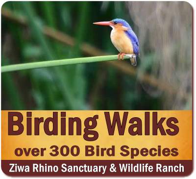 2-Day Rhino Trekking and Shoebill Sighting in Ziwa Rhino Sanctuary