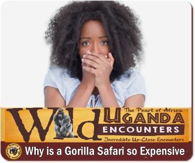 8-Things You Never Knew About Gorilla Trekking-The Reality versus the Myths