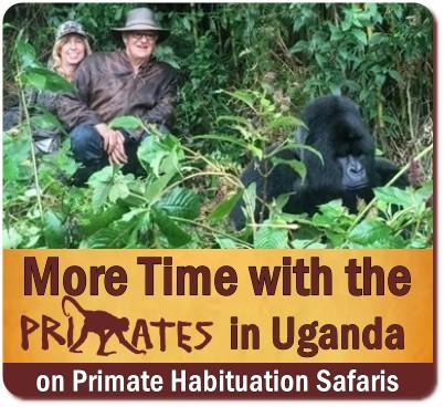 Value+ 7-Day-Gorilla-Chimpanzee Habituation Experience-Wildlife Safari