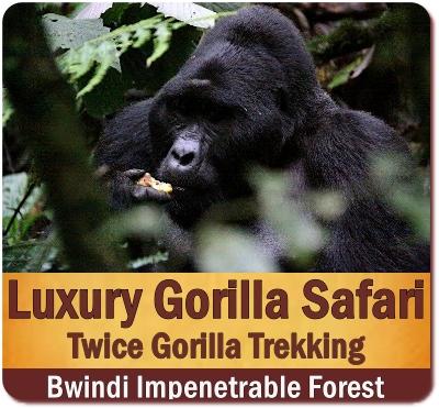 4-Day Luxury Twice Gorilla Trekking Safari in 2 Parks in Uganda