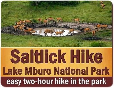 Best Lake Mburo National Park Wildlife Safaris