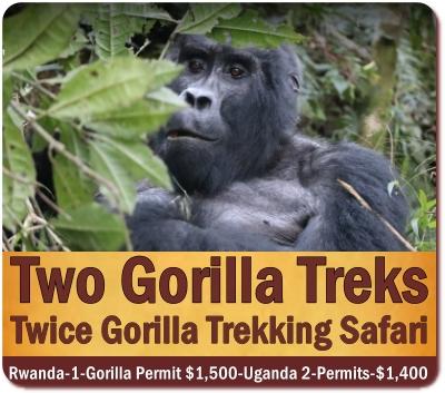 Private Midrange Gorilla Safaris in Uganda that are Affordable