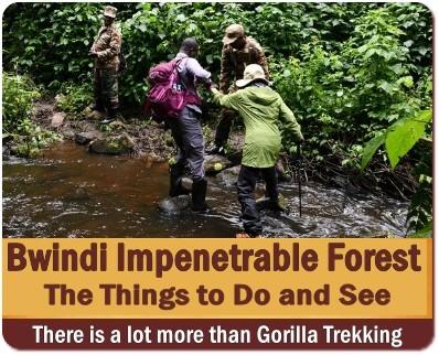 Bwindi Impenetrable Forest is a UNESCO World Heritage Site