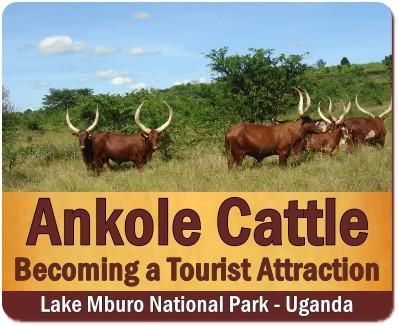 Ankole Cows in Uganda–Rwanda –the Cattle of Kings and Presidents